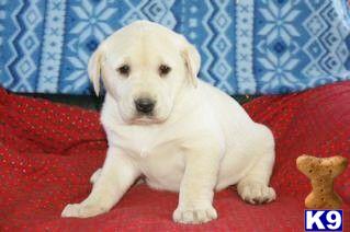 Puppies in PA